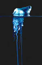 Bluebottle Jellyfish, Portuguese Man of War, Physalia utriculus